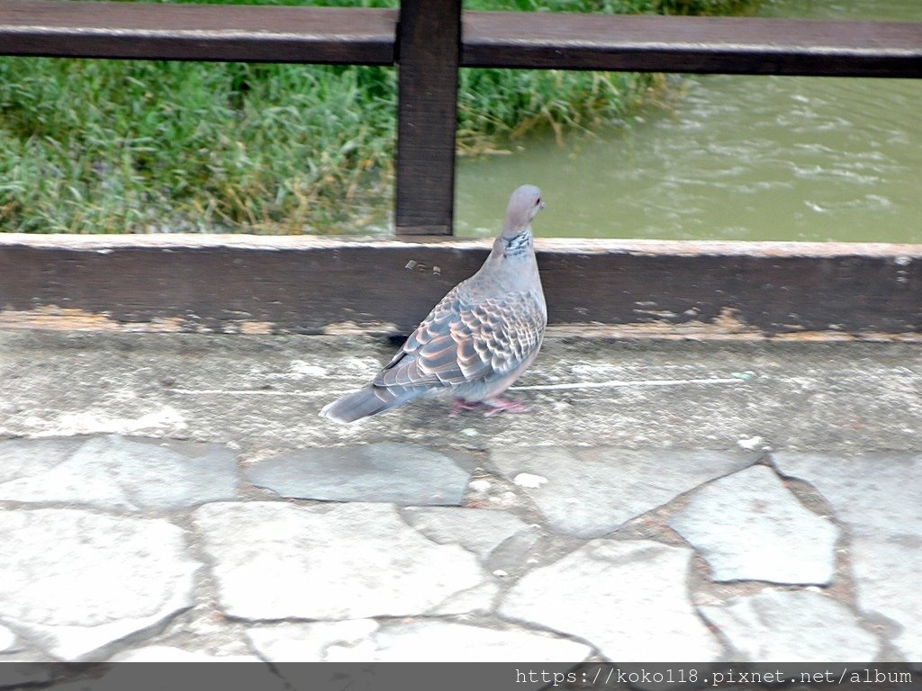 112.12.16 新竹公園-金背鳩1.JPG