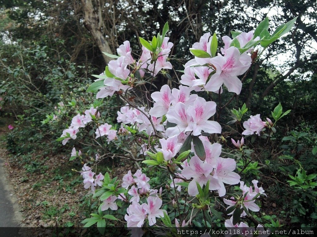 113.2.25 十八尖山-杜鵑花.JPG