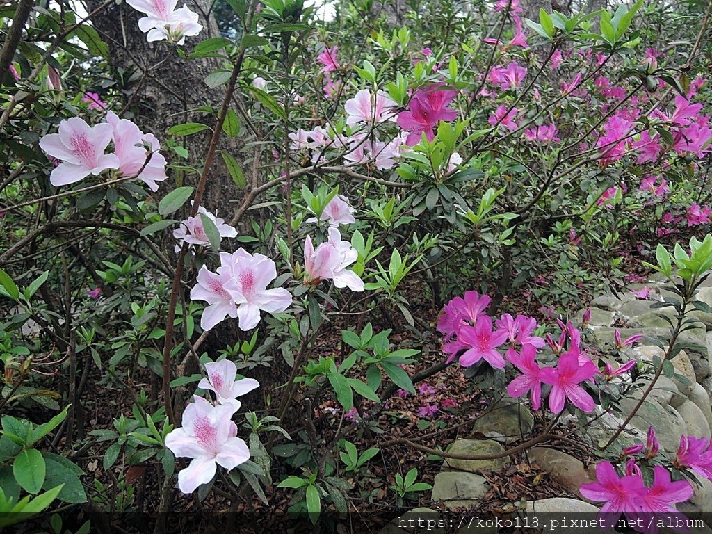 113.2.25 十八尖山-杜鵑花2.JPG