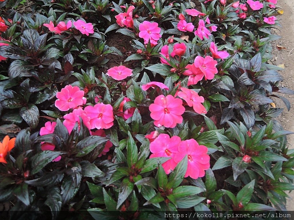 113.2.25 十八尖山-新幾內亞鳳仙花1.JPG