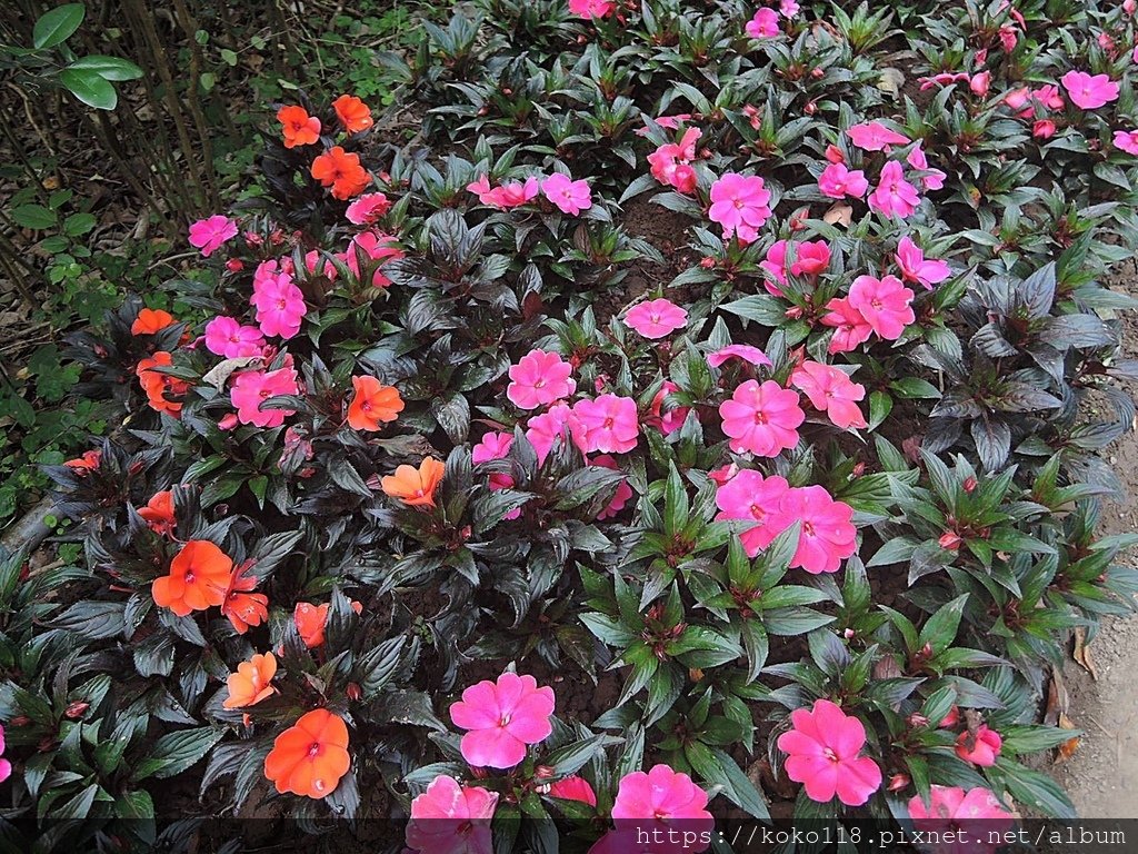 113.2.25 十八尖山-新幾內亞鳳仙花.JPG