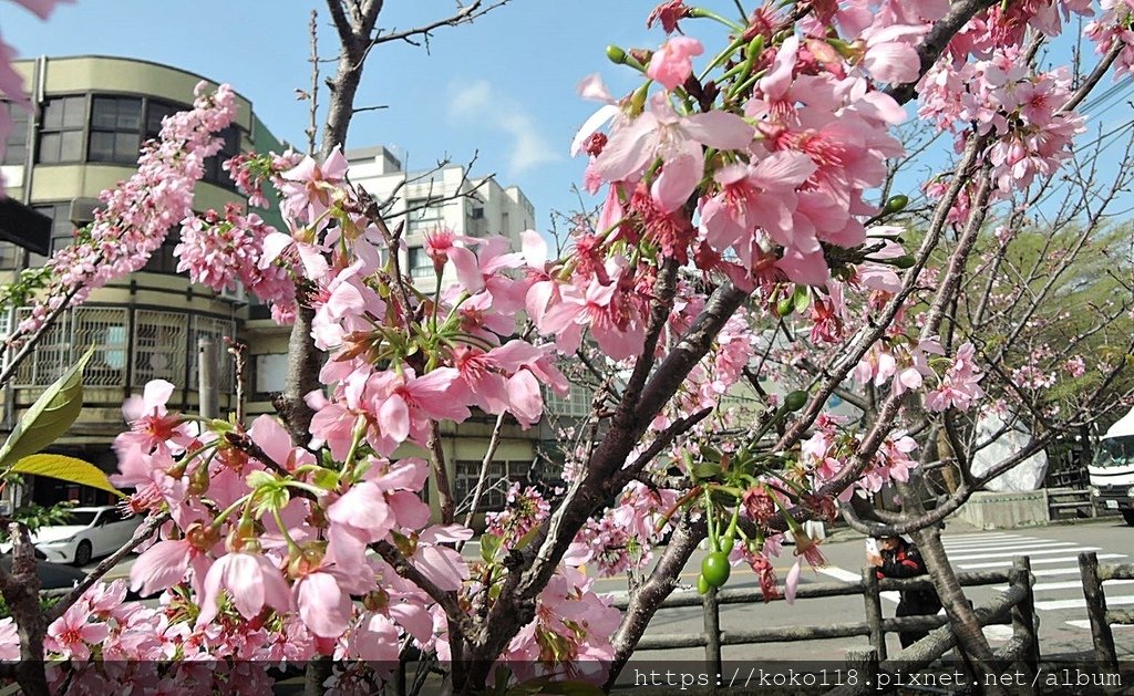 113.3.20 東山濕地生態教學公園外-富士櫻9.JPG