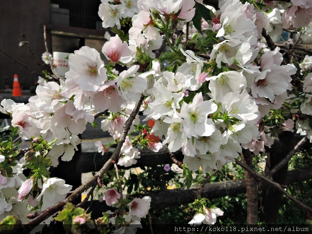 113.3.20 東山濕地生態教學公園外-墨染櫻5.JPG