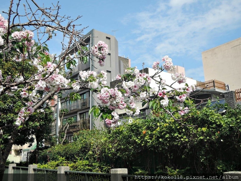 113.3.20 東山濕地生態教學公園外-墨染櫻11.JPG