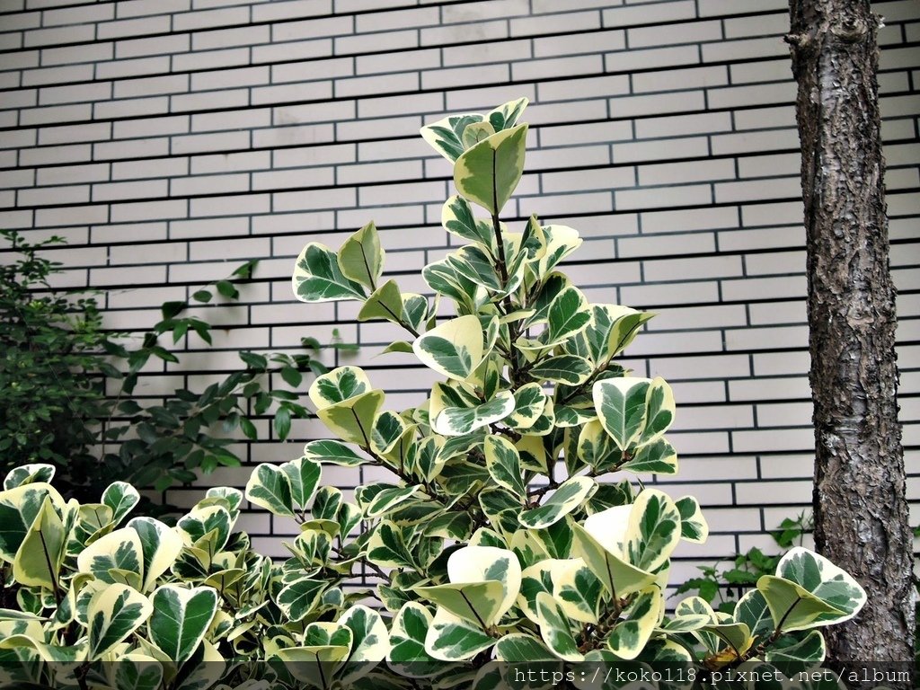 113.6.9 東山濕地生態教學公園外-斑葉三角榕1.JPG