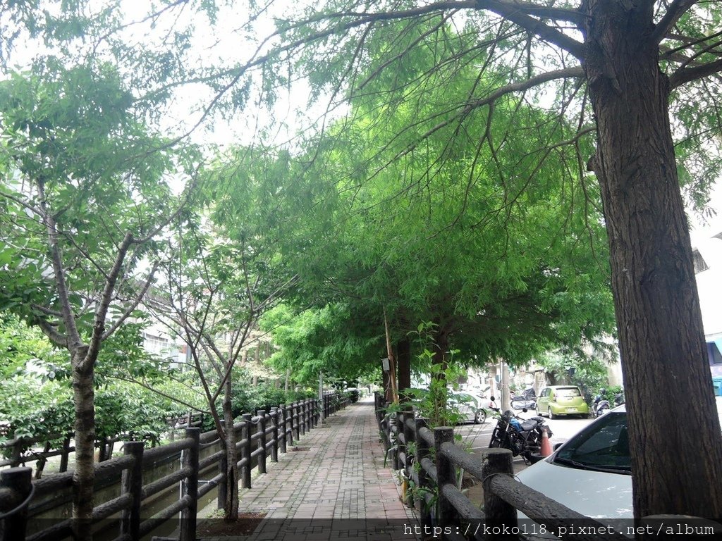 113.6.9 東山濕地生態教學公園外-落羽松.JPG