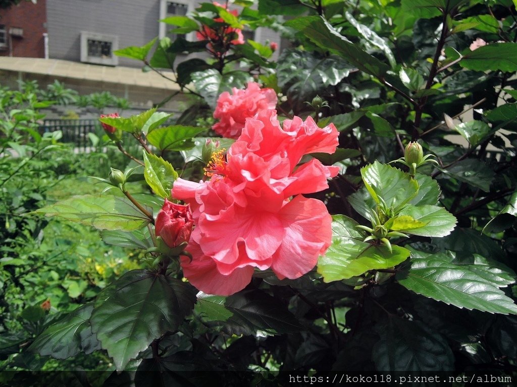113.6.9 東山濕地生態教學公園-朱槿.JPG