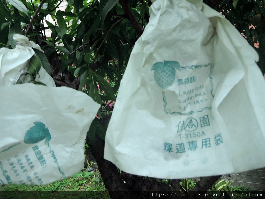 113.6.9 東山濕地生態教學公園-桃子套袋.JPG