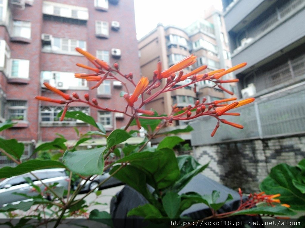113.6.9 東山濕地生態教學公園-醉嬌花.JPG