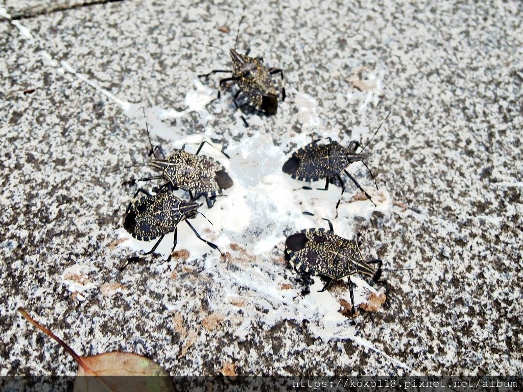 113.6.29 新竹公園-黃斑椿象1.JPG