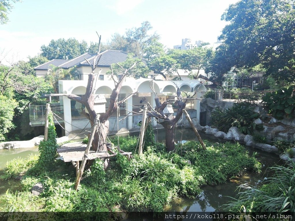 113.6.29 新竹動物園-灰長臂猿.JPG