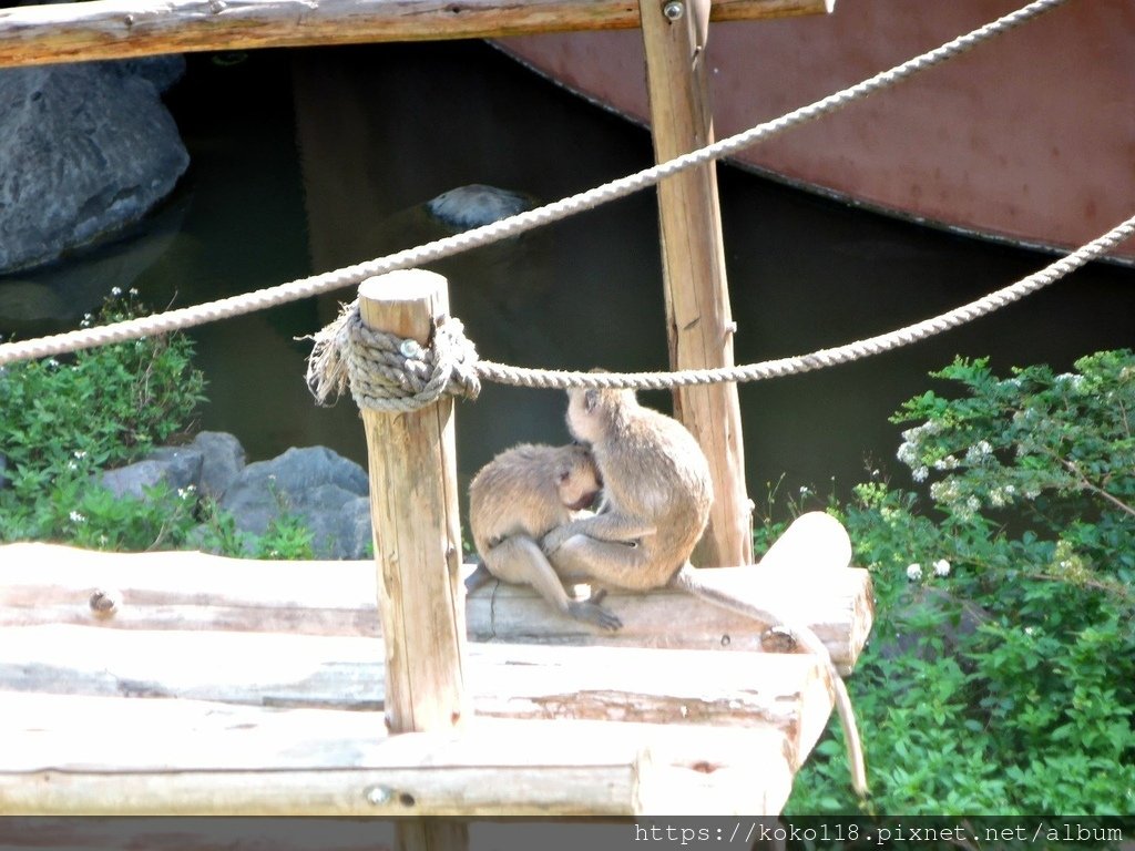 113.6.29 新竹動物園-馬來猴5.JPG