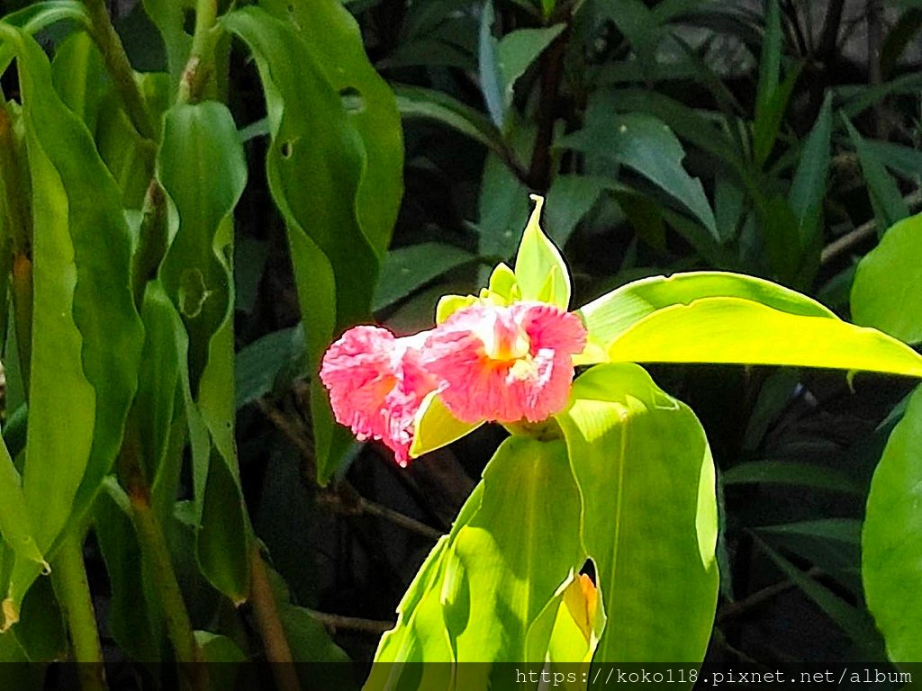 113.7.14 陽明交通大學博愛校區外-粉紅閉鞘薑.jpg