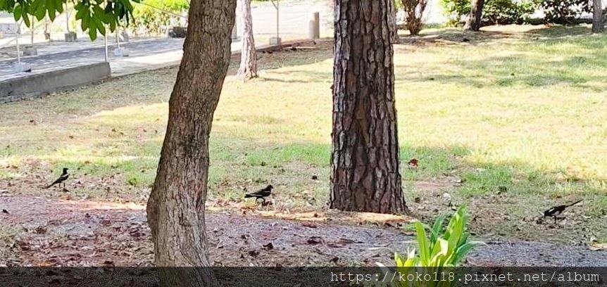 113.7.17 陽明交通大學博愛校區-喜鵲1.jpg