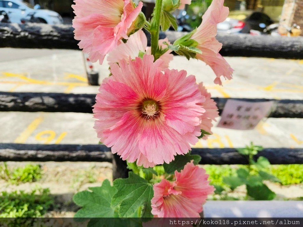 113.8.4 東山濕地生態教學公園外-蜀葵2.jpg