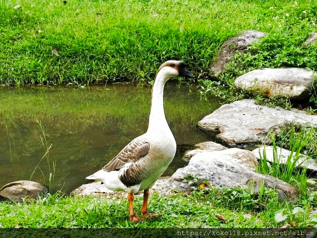 113.8.6 新竹公園-中國鵝.jpg