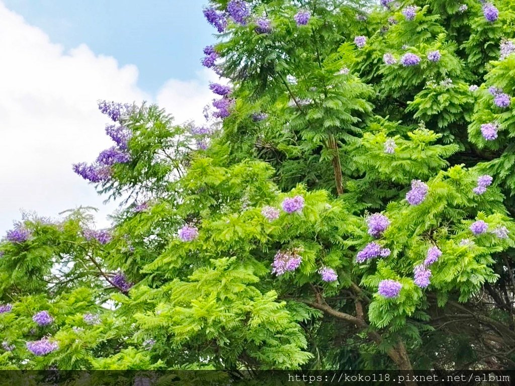 113.8.6 新竹公園-藍花楹1.jpg