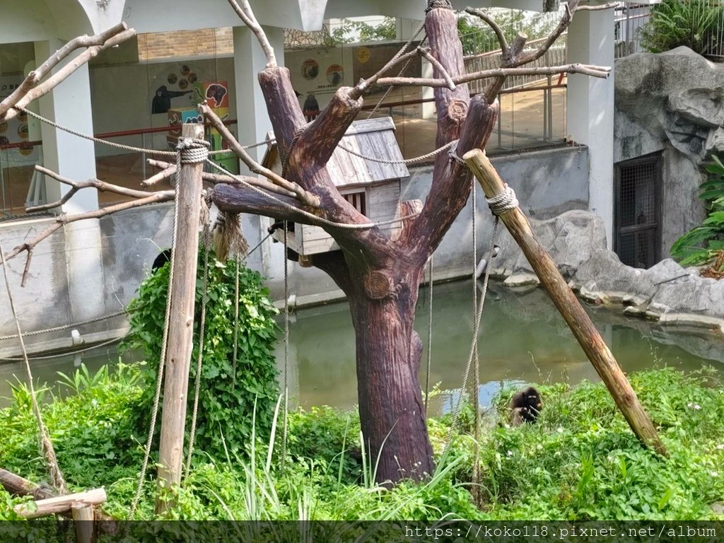 113.8.6 新竹動物園-灰長臂猿.jpg