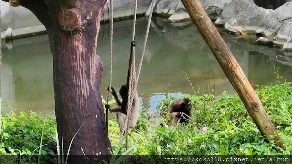 113.8.6 新竹動物園-灰長臂猿1.jpg