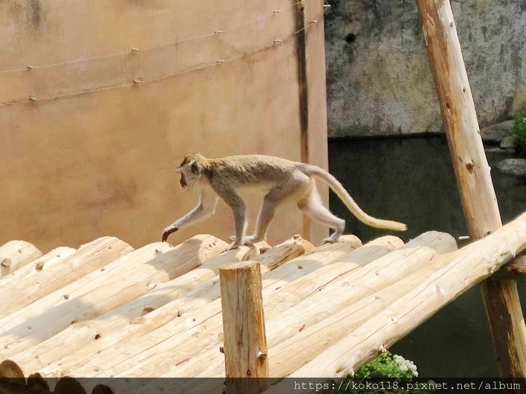 113.8.6 新竹動物園-馬來猴.jpg