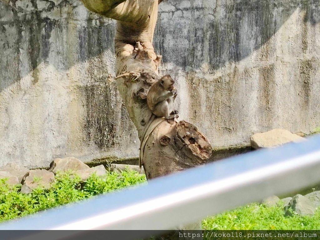 113.8.6 新竹動物園-馬來猴2.jpg