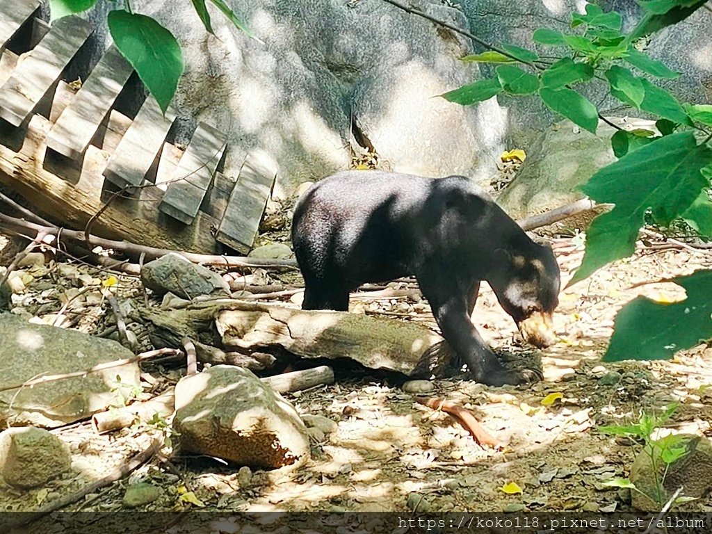 113.8.11 新竹動物園-馬來熊2.jpg