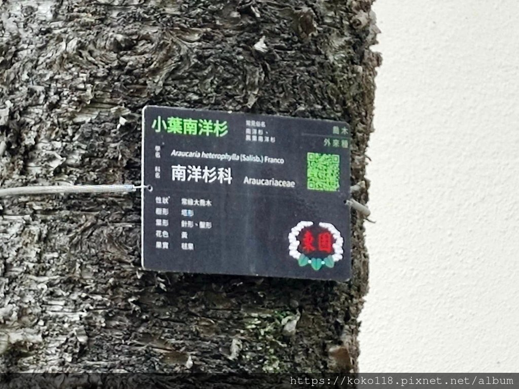 113.8.20 國小-小葉南洋杉.jpg