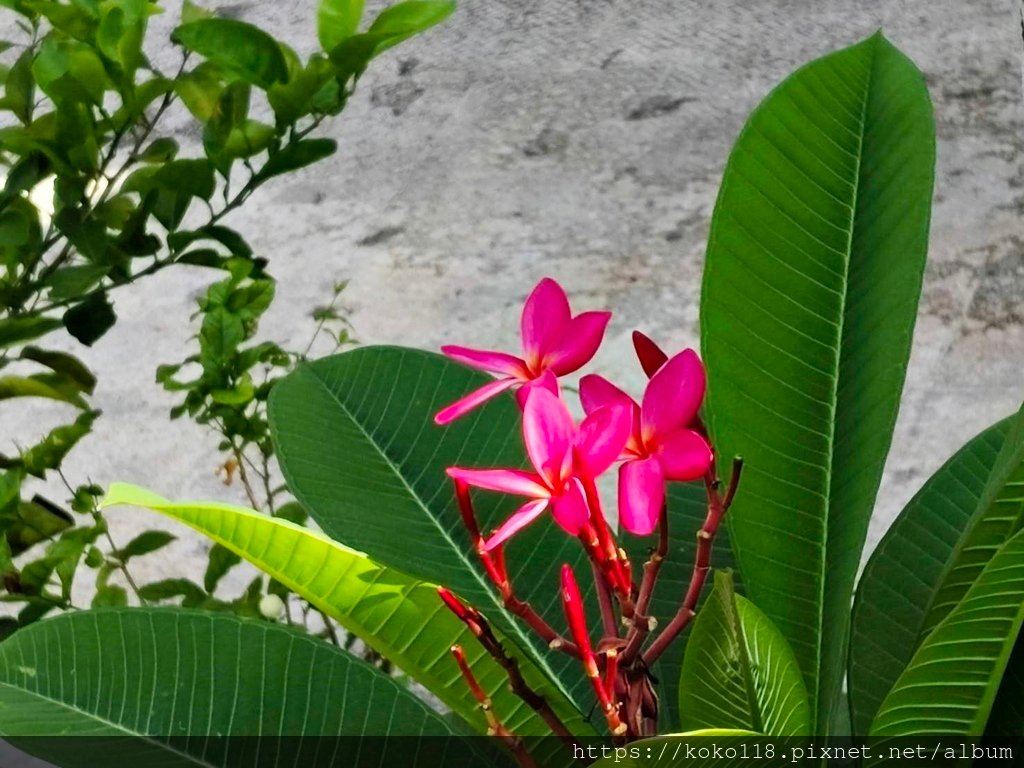 113.8.24 博愛小憩-緬梔(雞蛋花).jpg