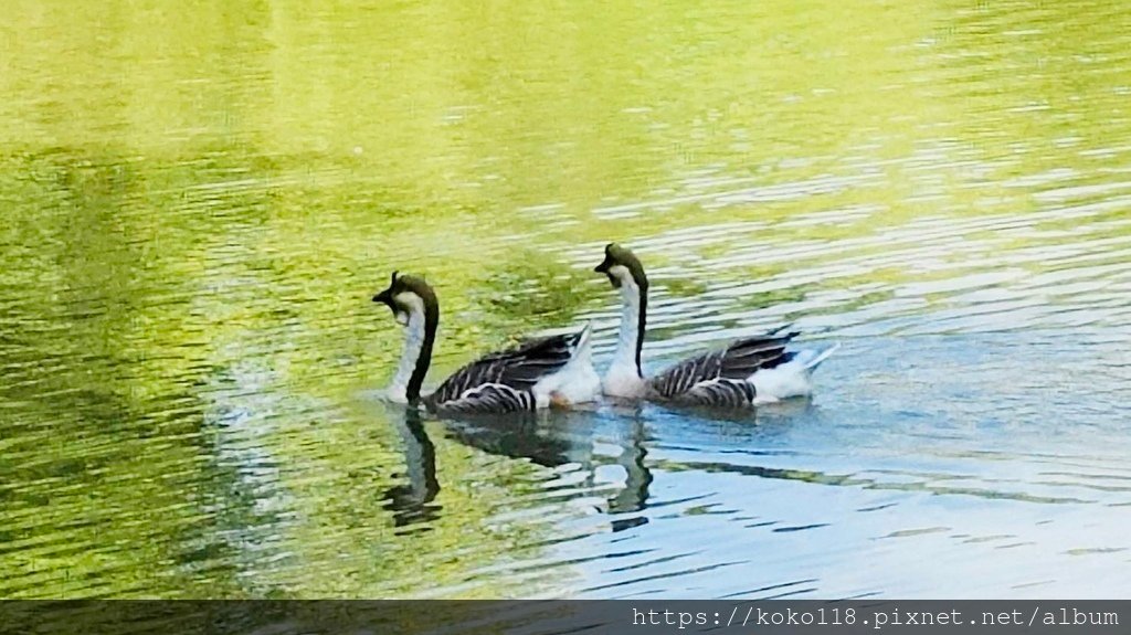 113.8.31 新竹公園-中國鵝.jpg