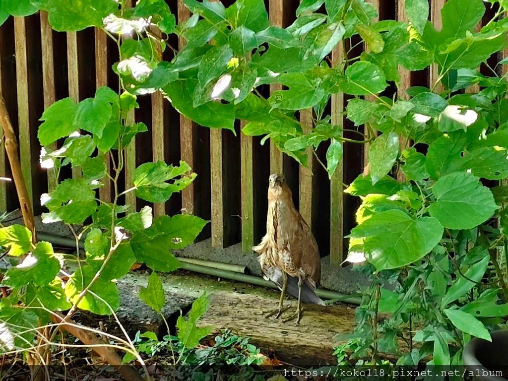 113.8.31 新竹公園-黑冠麻鷺.jpg