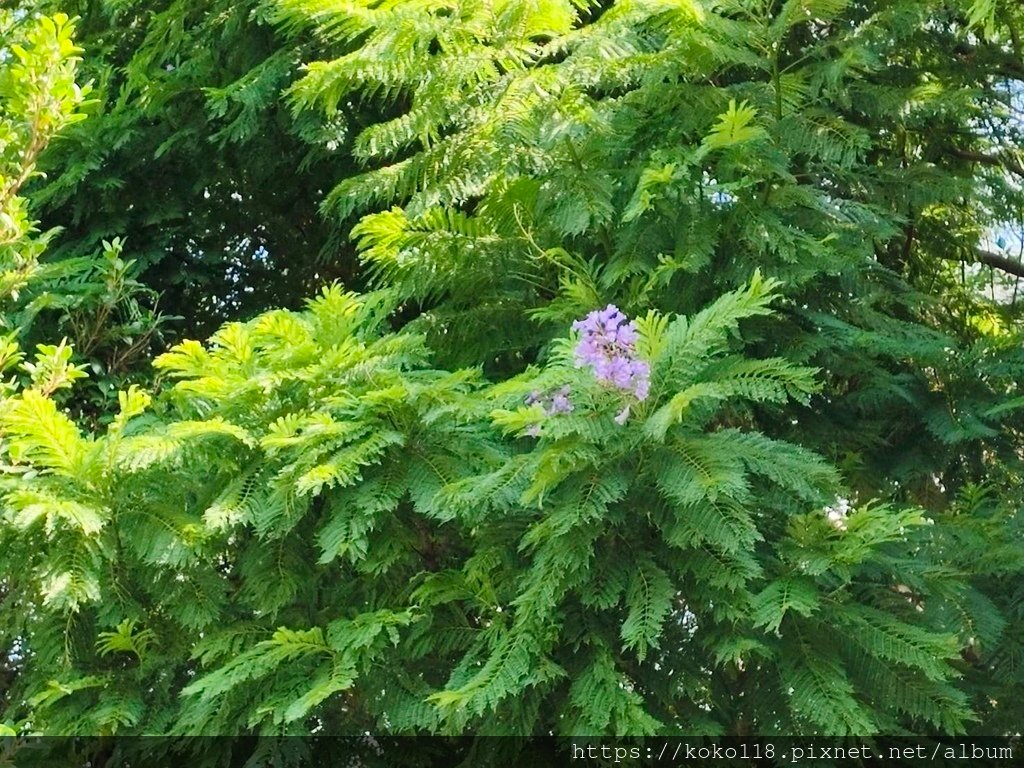 113.8.31 新竹公園-藍花楹.jpg