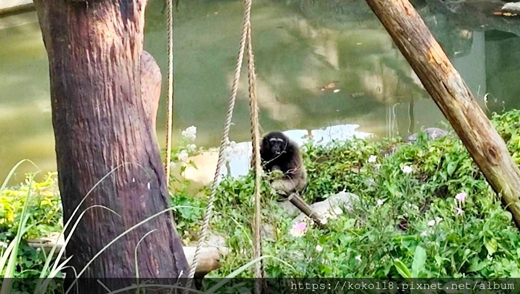 113.8.31 新竹動物園-灰長臂猿1.jpg