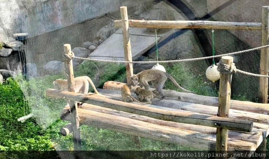 113.8.31 新竹動物園-馬來猴1.jpg