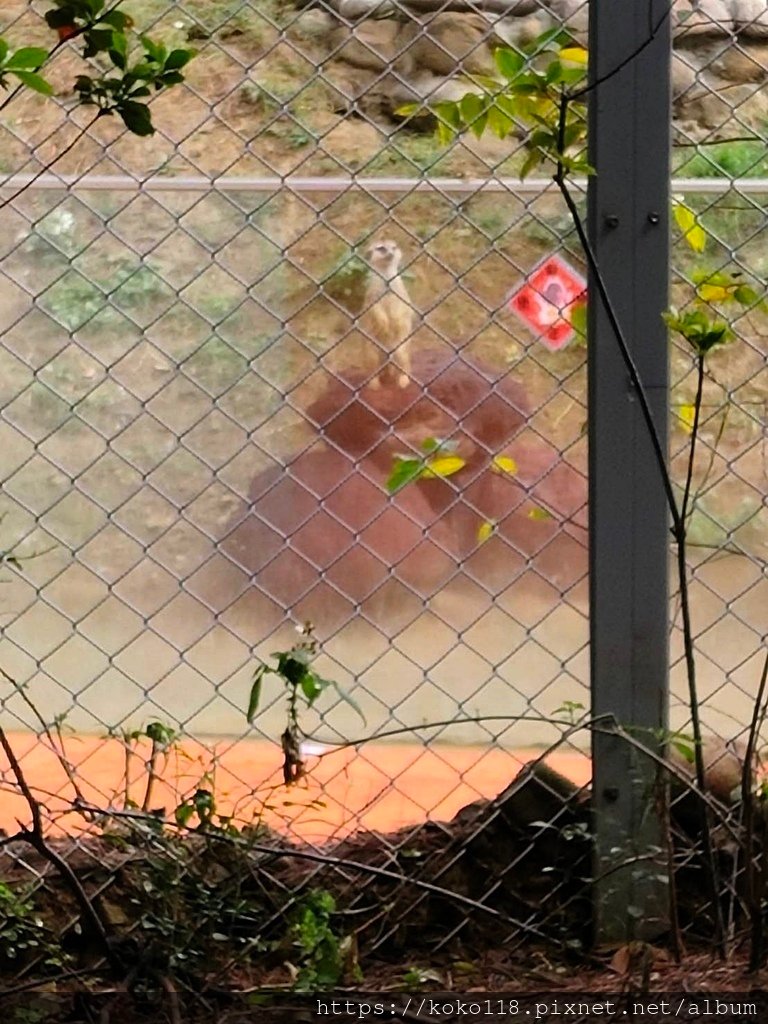 114.2.1 初四-新竹動物園-狐獴.jpg