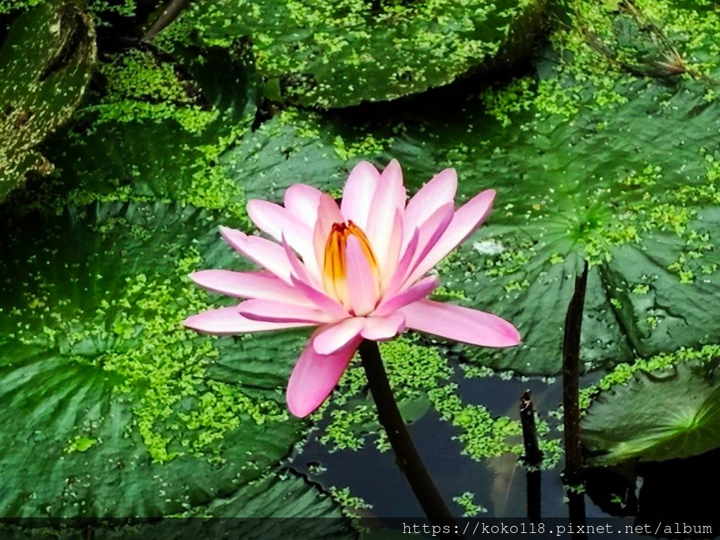 113.11.13 東山濕地生態教學公園-睡蓮.jpg