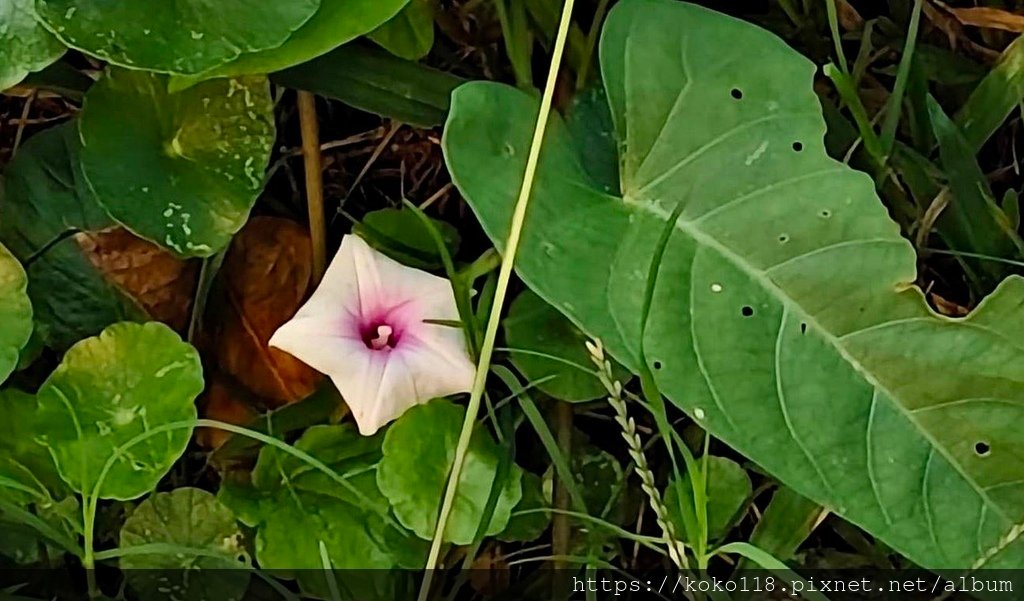 113.12.1 東山濕地生態教學公園-空心菜(花).jpg