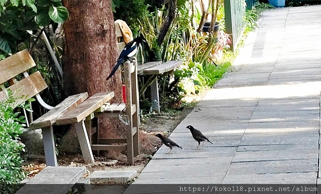 113.12.1 東山濕地生態教學公園-喜鵲,家八哥2.jpg