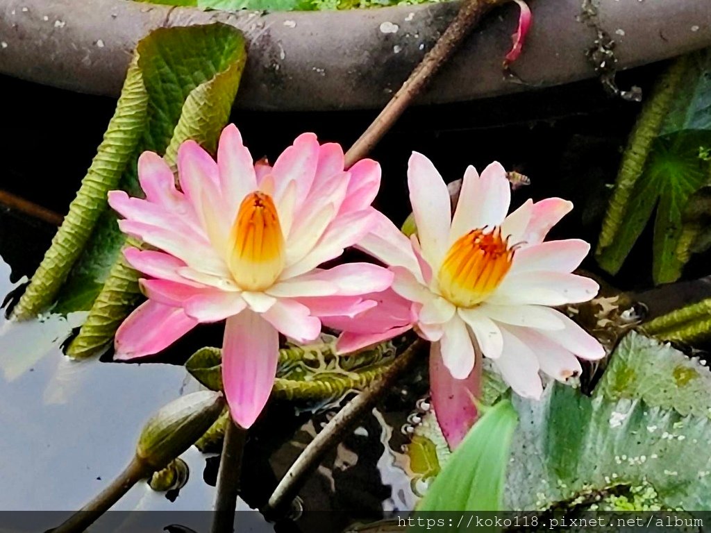 113.12.28 東山濕地生態教學公園-睡蓮4.jpg