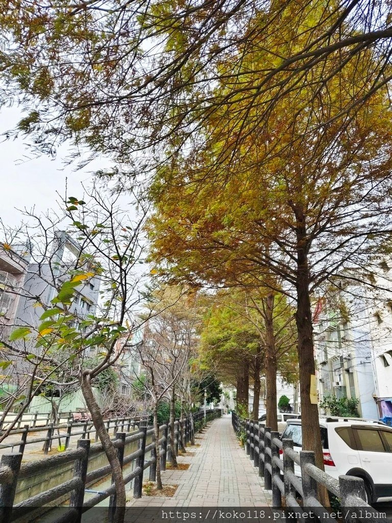 114.1.11 東山濕地生態教學公園外-落羽松.jpg