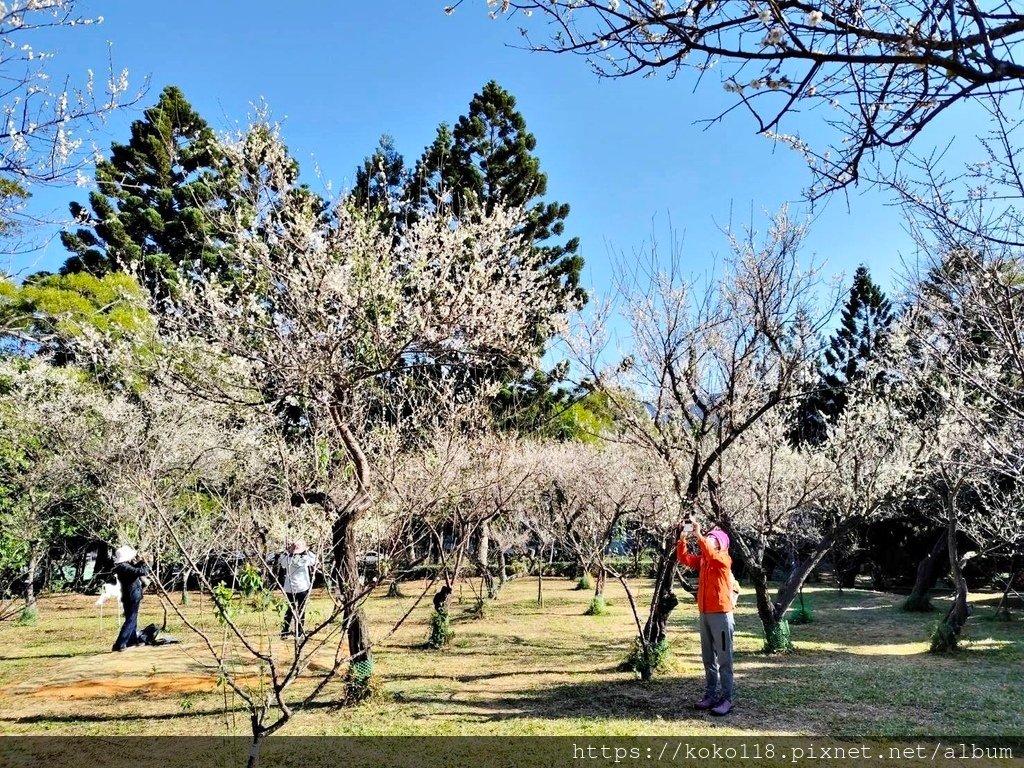 114.1.17 清華大學-梅園-梅花10.jpg