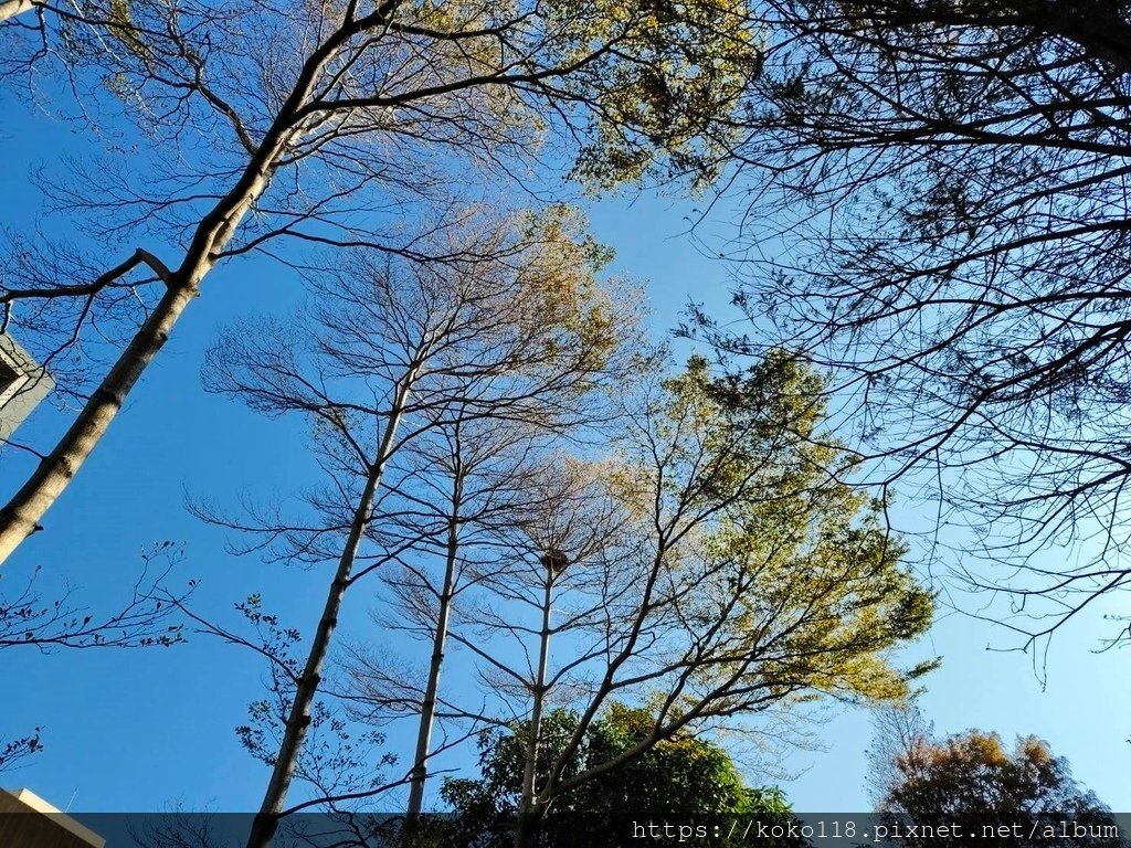 114.1.21 東山濕地生態教學公園外-小葉欖仁.jpg