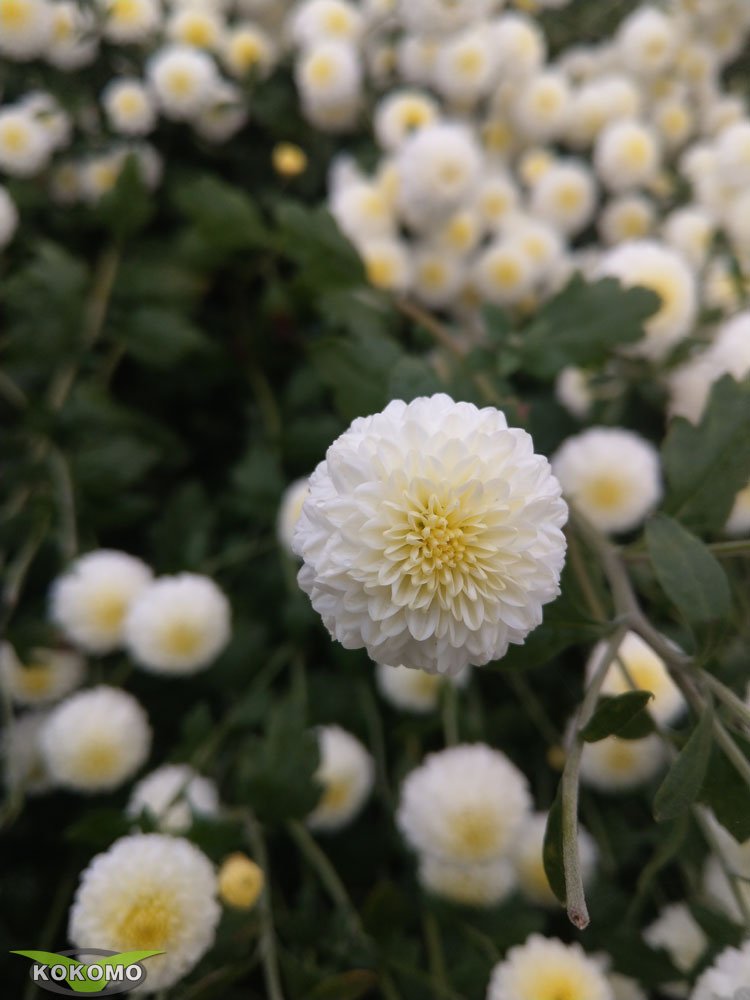 IMAG0018.jpg