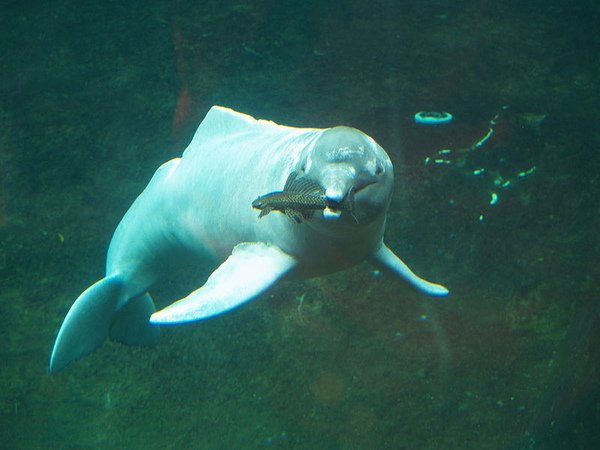 Amazon River Dolphin.jpg