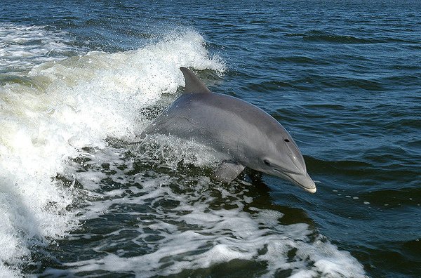 dolphin-1.jpg