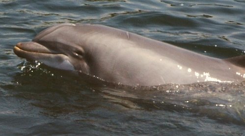 bottlenose dolphin.jpg