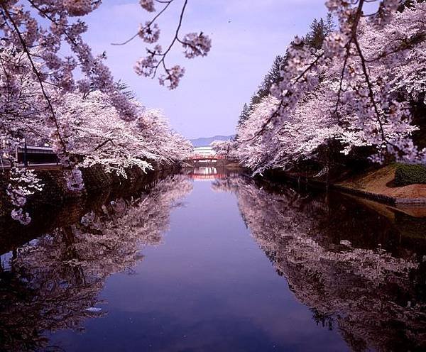 松が岬公園の桜