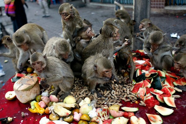 猴子搶食.jpg