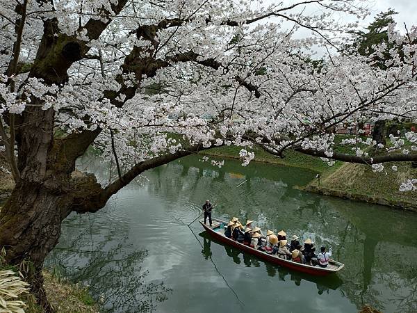 2024日本春季東北賞櫻D5-青森弘前城