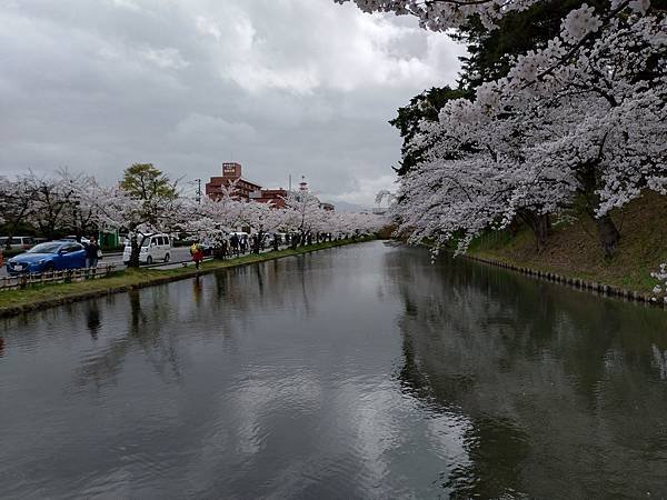 2024日本春季東北賞櫻D5-青森弘前城