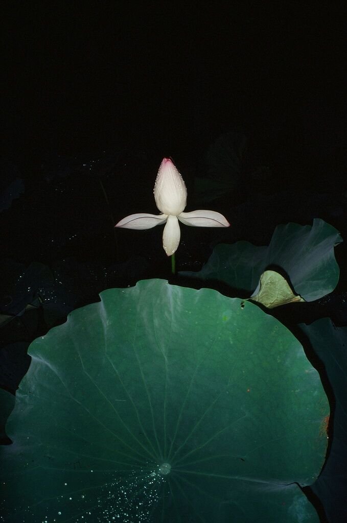 tn_000014750018.jpg
